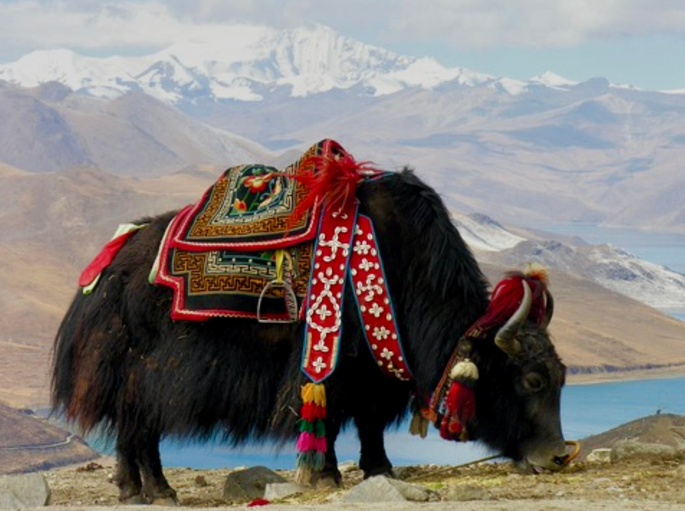 Harrods Patch Pocket in Brown/Cream Herringbone Khullu CR 1640